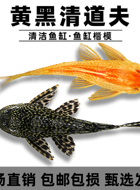 鱼缸清洁工清道夫吃粪便淡水冷水鱼黄色大号清洁鱼清理垃圾鱼