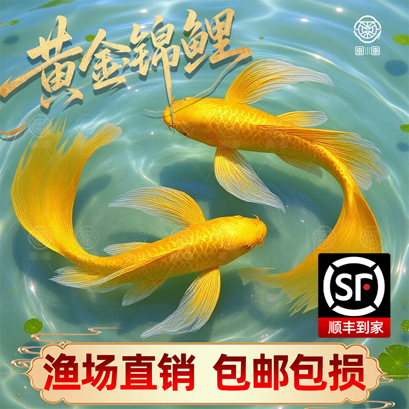 黄金锦鲤活鱼吉祥鱼金鱼淡水鱼好养耐活冷水鱼黄金龙凤锦鲤观赏鱼
