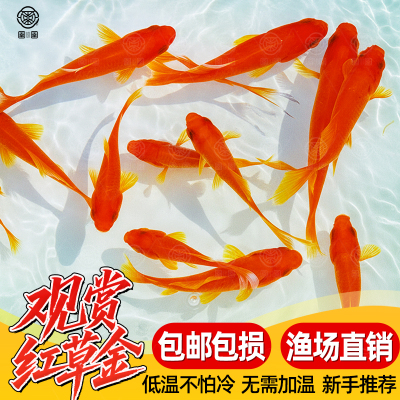 草金鱼活鱼锦鲤鱼苗观赏鱼淡水鱼冷水鱼小型耐活活体小金鱼红草金