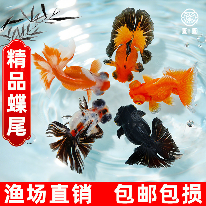 蝶尾金鱼小型淡水观赏鱼大眼冷水鱼红白包金蝶尾泰狮好养易活龙睛