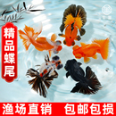 蝶尾金鱼小型淡水观赏鱼大眼冷水鱼红白包金蝶尾泰狮好养易活龙睛