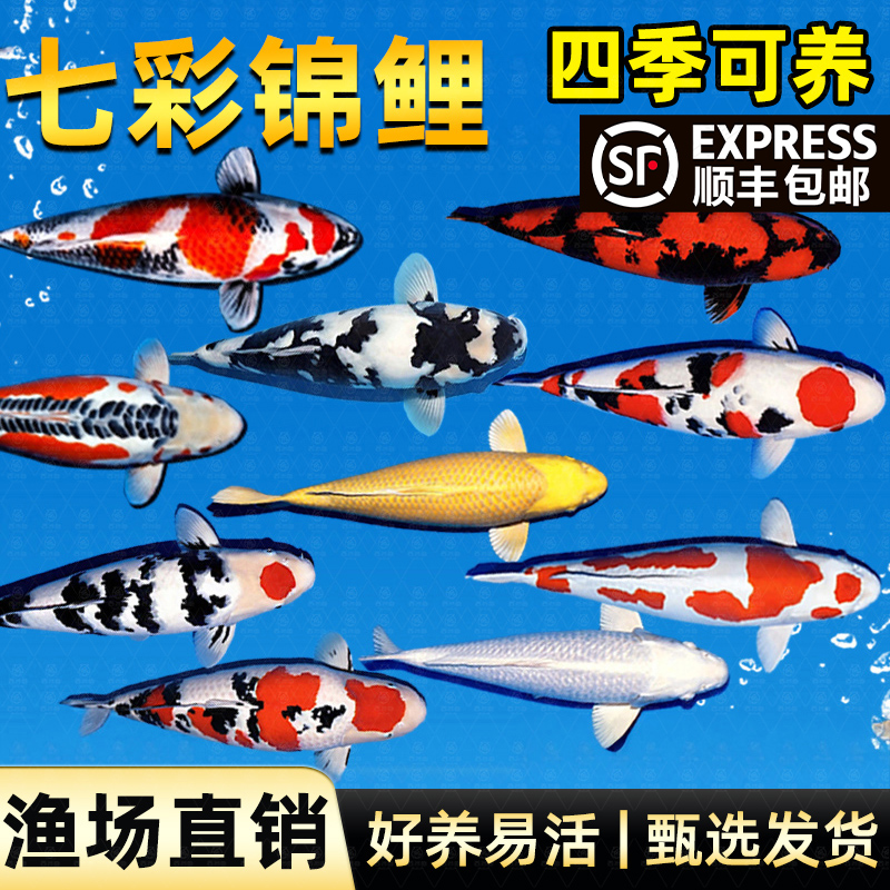 顺丰冷水观赏鱼锦鲤纯种德系锦鲤好养耐活大正三色红白小鱼苗金鱼