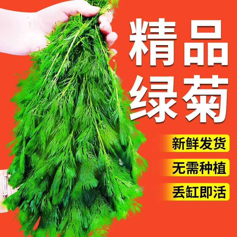 绿菊小坨草乌龟缸鱼缸造景专用水草植物增氧净化水质阴性后景真草