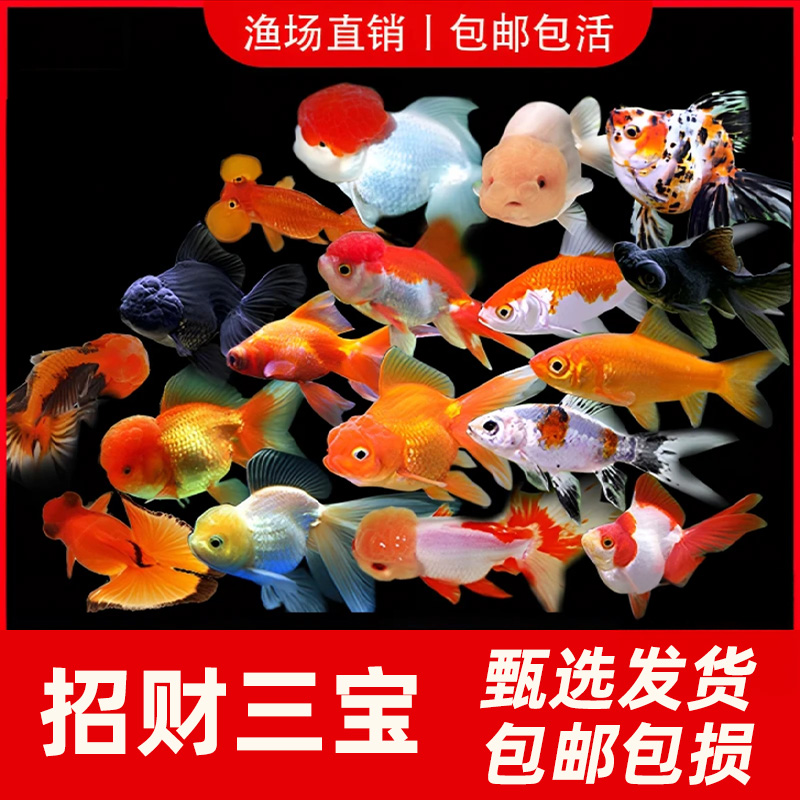 金鱼活鱼观赏鱼兰寿鸿运当头泰狮狮子头淡水好养耐活冷水鱼祥瑞鱼