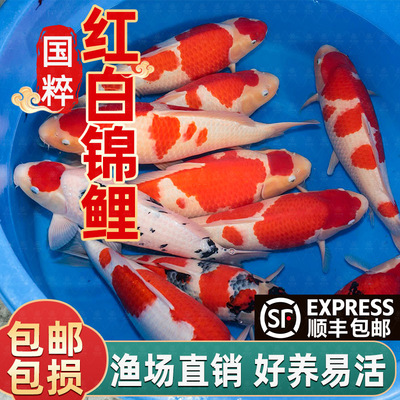 顺丰锦鲤活鱼冷水观赏鱼小型好养耐活淡水纯种红白长尾红运鱼活体