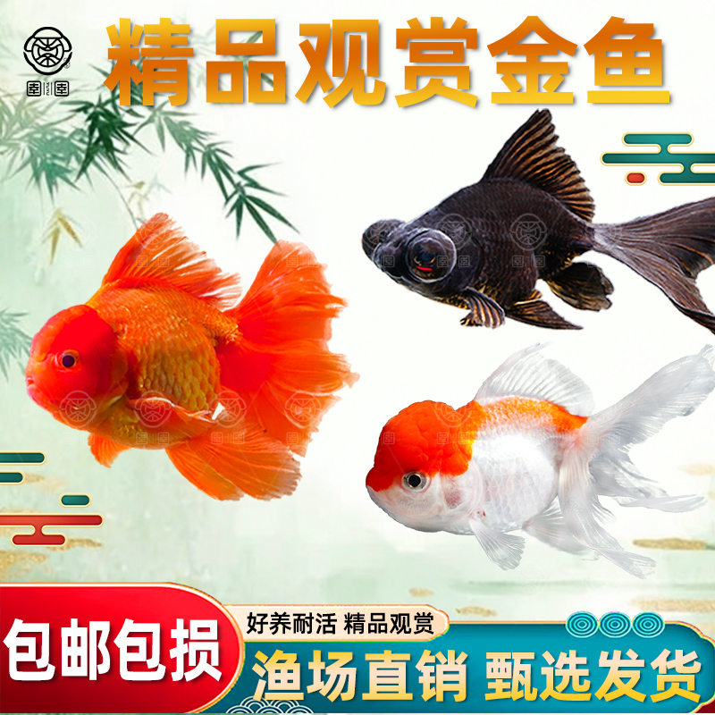 金鱼泰狮活鱼兰寿百褶泰狮观赏鱼好养耐活淡水冷水苗金鱼活鱼鱼苗