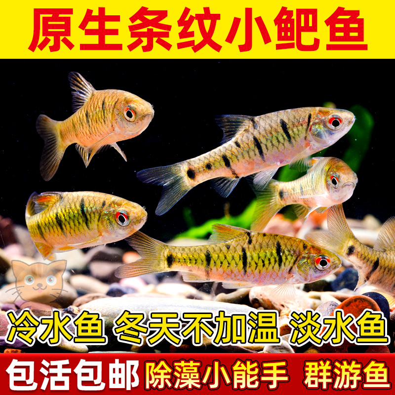 原生态冷水鱼条纹小鲃鱼活体淡水小溪鱼二须鲃群游观赏好养耐活