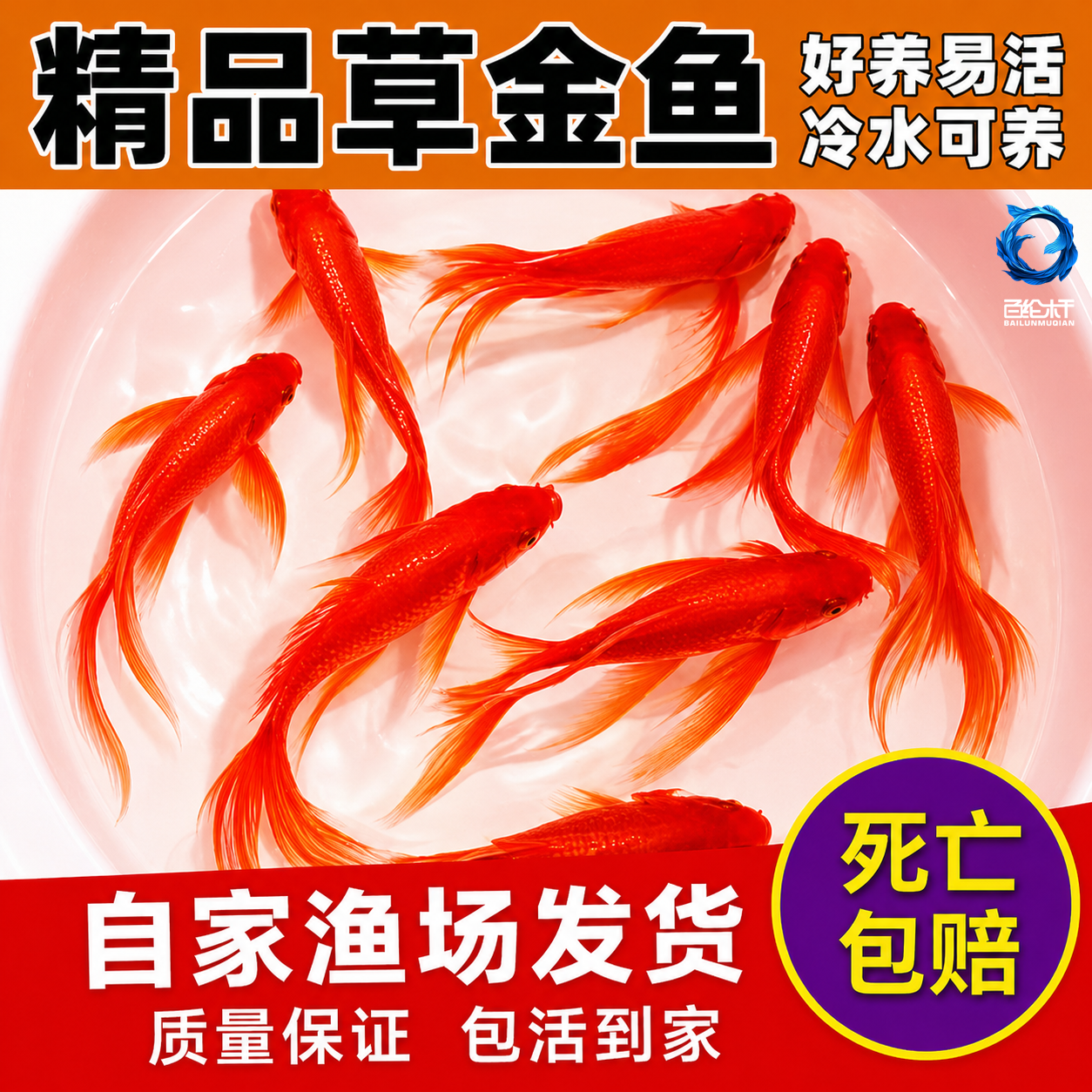 金鱼活体观赏鱼锦鲤草金鱼好养耐活冷水鱼锦鲤鱼不加温小型新手鱼