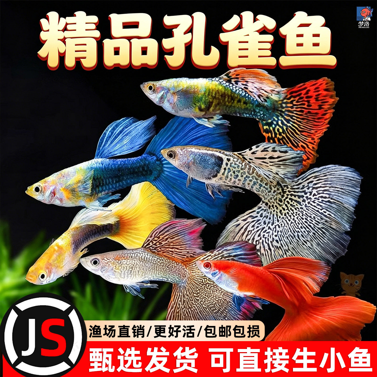 热带观赏鱼好养红绿灯斑马鱼淡水金鱼苗神仙孔雀小型宝莲灯科小鱼