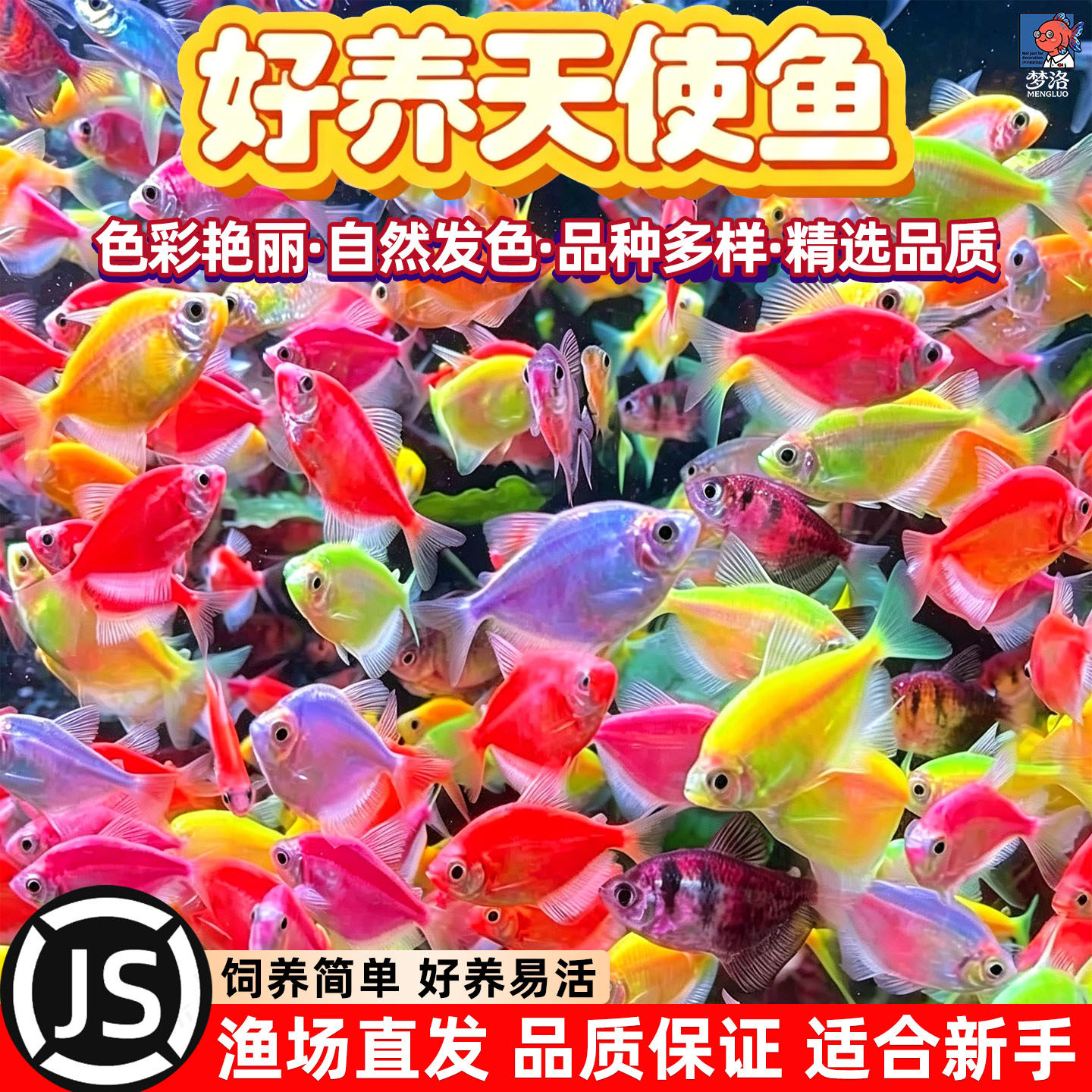 天使鱼观赏鱼活鱼大号群游活体斑马孔雀热带鱼小型鱼淡水好养耐活