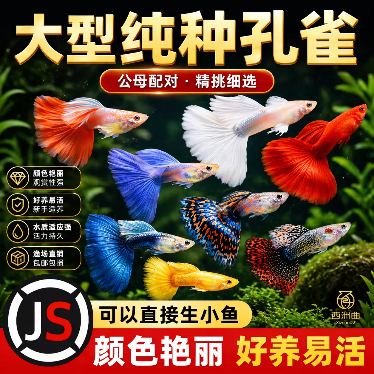 精品孔雀鱼热带纯种活鱼苗淡水小型好养耐活鱼胎生凤尾鱼易繁殖