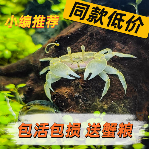 迷你蟹辣椒蟹宠物鱼缸观赏蟹淡水活体草缸可深水养殖小螃蟹除藻蟹