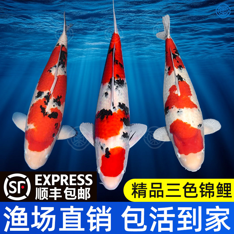 顺丰锦鲤鱼活鱼纯种日系红白大正三色鱼苗观赏鱼大型活体祥瑞鱼