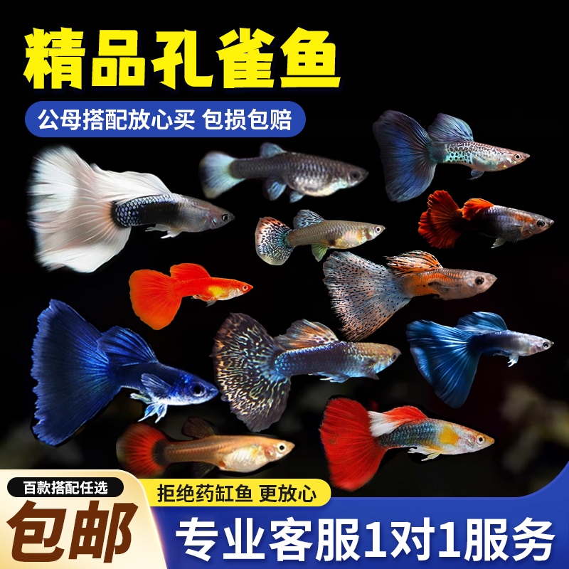 孔雀鱼活鱼鱼苗观赏鱼