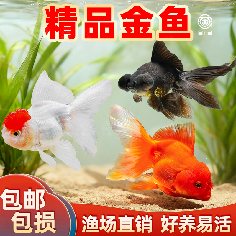 观赏鱼鸿运当头鹤顶红金鱼活体鱼苗冷水小鱼淡水好养国狮金鱼活鱼
