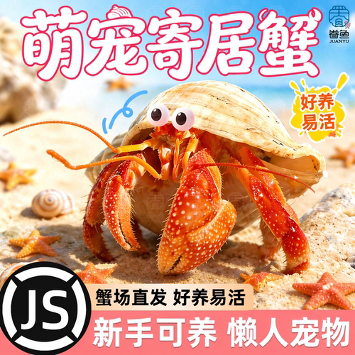 寄居蟹陆生可爱豆丁观赏蟹活体宠物蟹新手饲养好养耐活桌面萌宠蟹