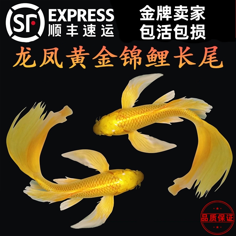 龙凤锦鲤长尾黄金锦鲤冷水观赏鱼
