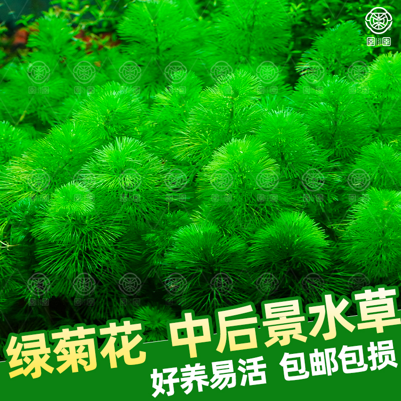 绿菊水草懒人好养净化水质增氧绿菊火山石坨草鱼缸造景植物阴性草