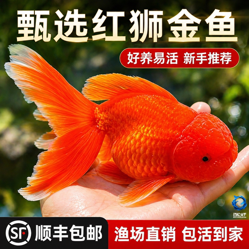 红狮金鱼国狮鱼冷水鱼小金鱼