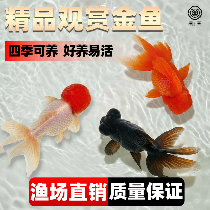 金鱼活鱼鸿运当头鹤顶红国狮活体冷水淡水鱼好养耐活锦鲤观赏鱼苗