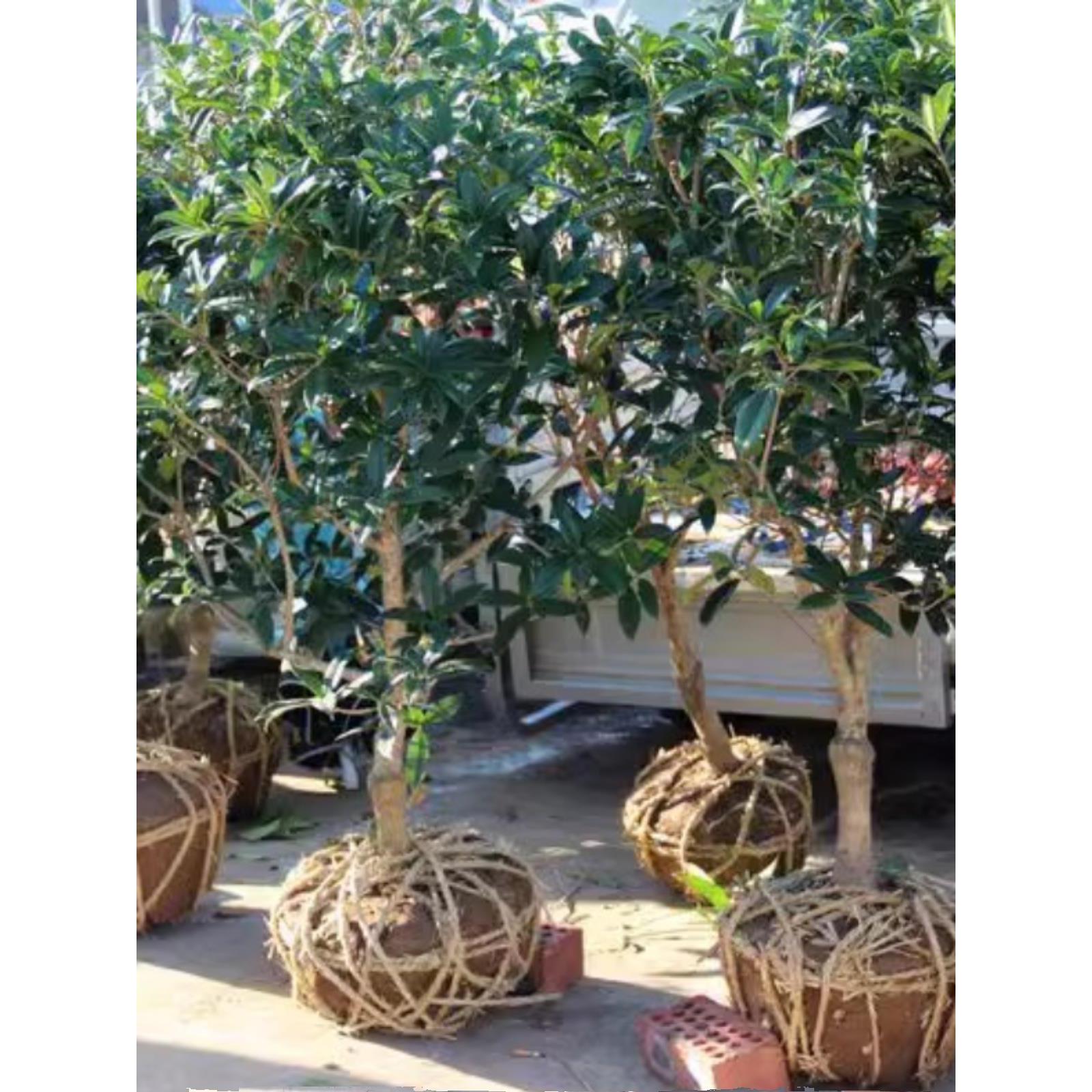 桂花盆栽四季桂花卉树苗八月桂花苗金桂大树地栽开花浓香丹桂庭院