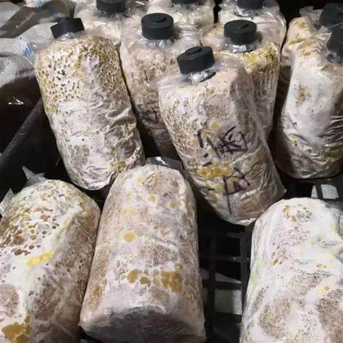 极速椴木香菇菌种黑木耳毛木x耳平菇菌种母种是点种在树上的包邮
