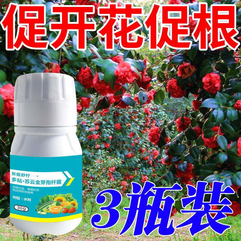 极速茶花枯叶病桂花肥料专用肥炭C疽焦尖黄叶黑斑点黑叶斑锈病硫,鲜花速递/花卉仿真/绿植园艺,家庭园艺肥料,淘宝优惠券,粉丝福利购,淘宝优惠卷
