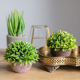 新品 饰小摆 仿真绿植盆景植物花球草球桌面水泥I盆简易花卉室内装