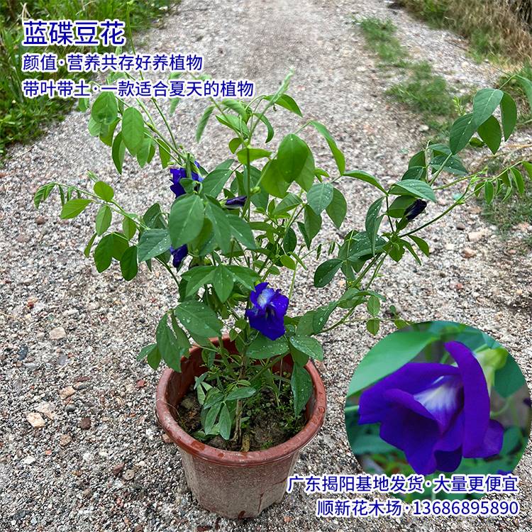 极速蓝蝴蝶花苗碟豆花盆s栽四季爬藤植物食用花茶蓝碟豆花天然蓝