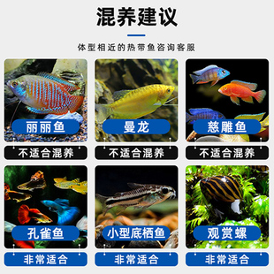 速发新款鱼热带观赏鱼孔雀鱼红绿灯科鱼小型淡水好养金鱼活鱼冷水