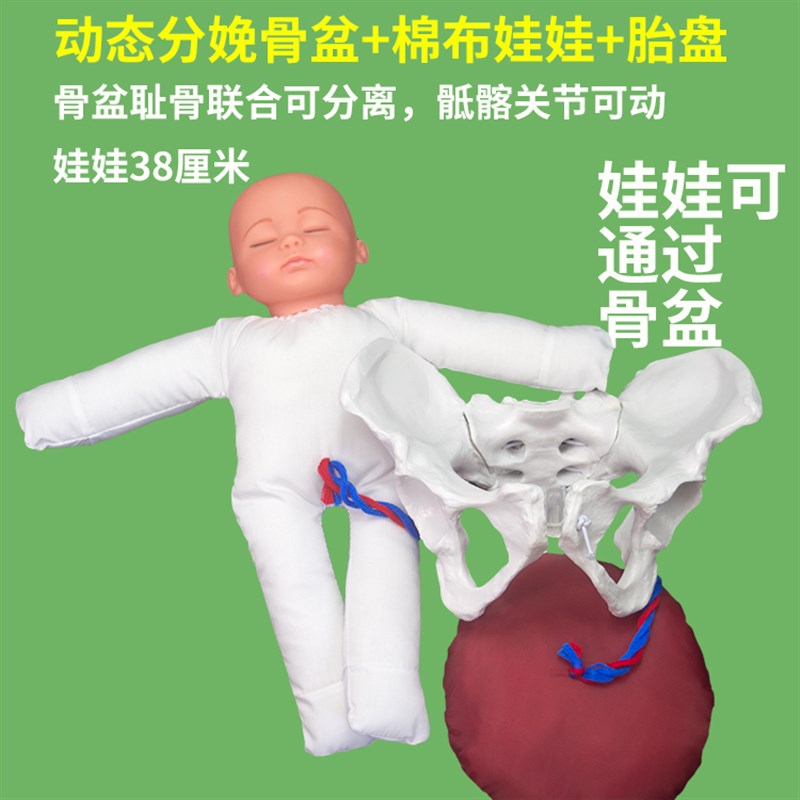 极速孕妇学d校/瑜伽学院分娩示范助产骨盆模型 难产分娩助产盆腔