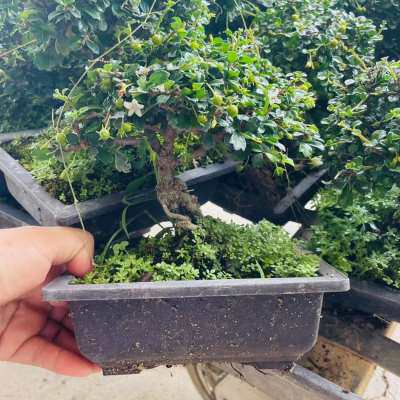 极速掌上矮桩小h叶福建茶矮霸粗壮铁包金根艺老桩盆景开花结果四