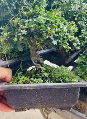 极速掌上矮桩小h叶福建茶矮霸粗壮铁包金根艺老桩盆景开花结果四
