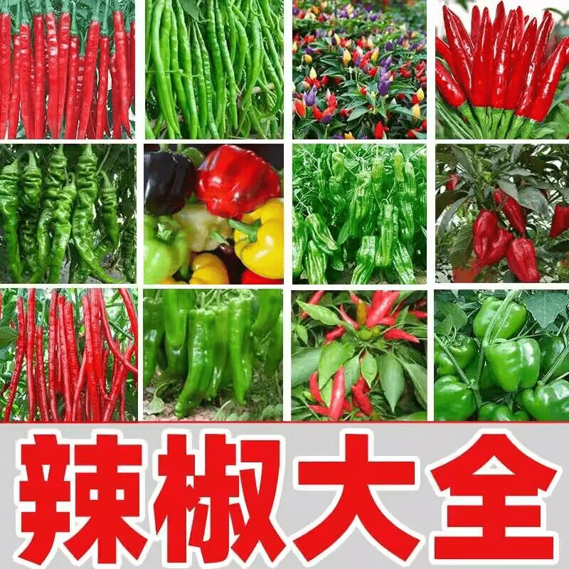 辣椒种子七彩辣椒籽小米辣朝天辣椒种孑薄皮农家庭院大全辣椒