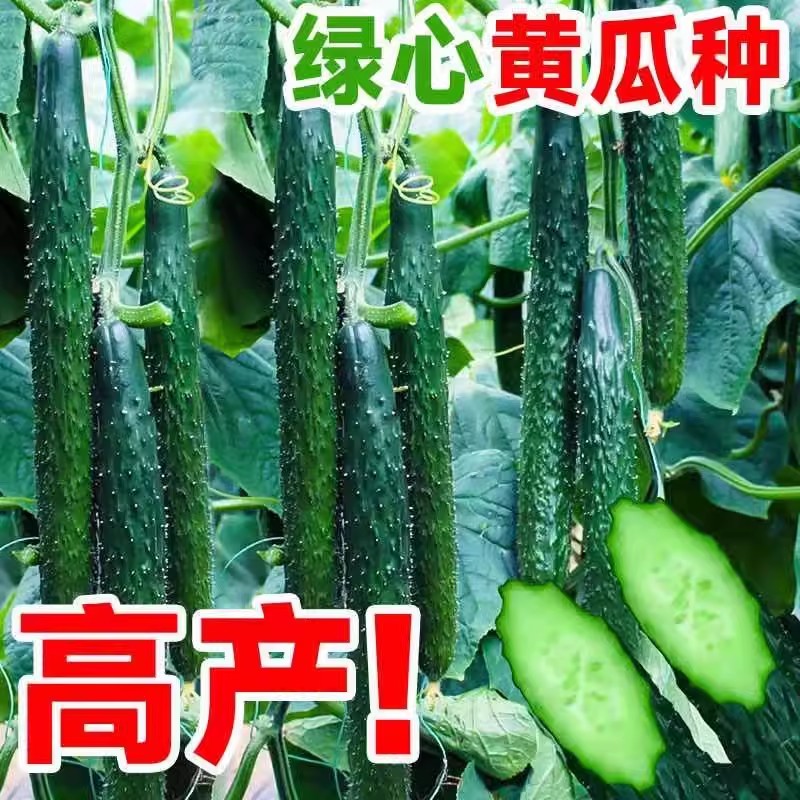老品种津研四号绿心绿皮黄瓜种籽