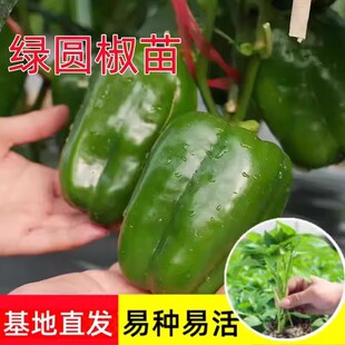 绿圆椒苗辣椒苗秧苗甜椒苗方椒苗阳台盆栽大青椒苗子春秋四季菜苗