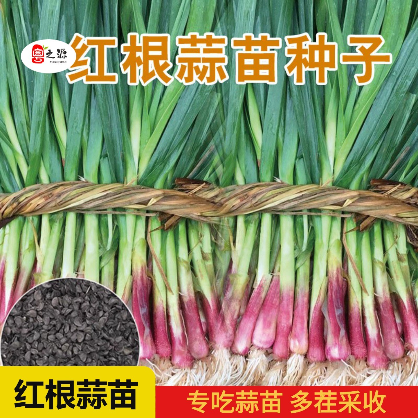 四季红根蒜苗种子红头葱葱籽葱头
