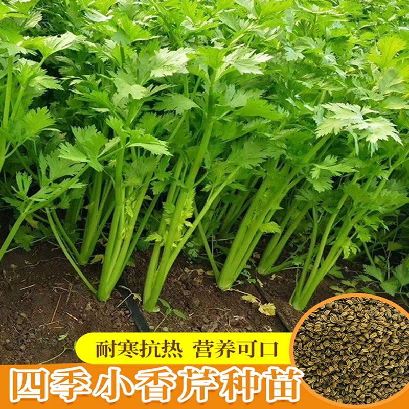 小香芹种子四季易种香味浓细种子