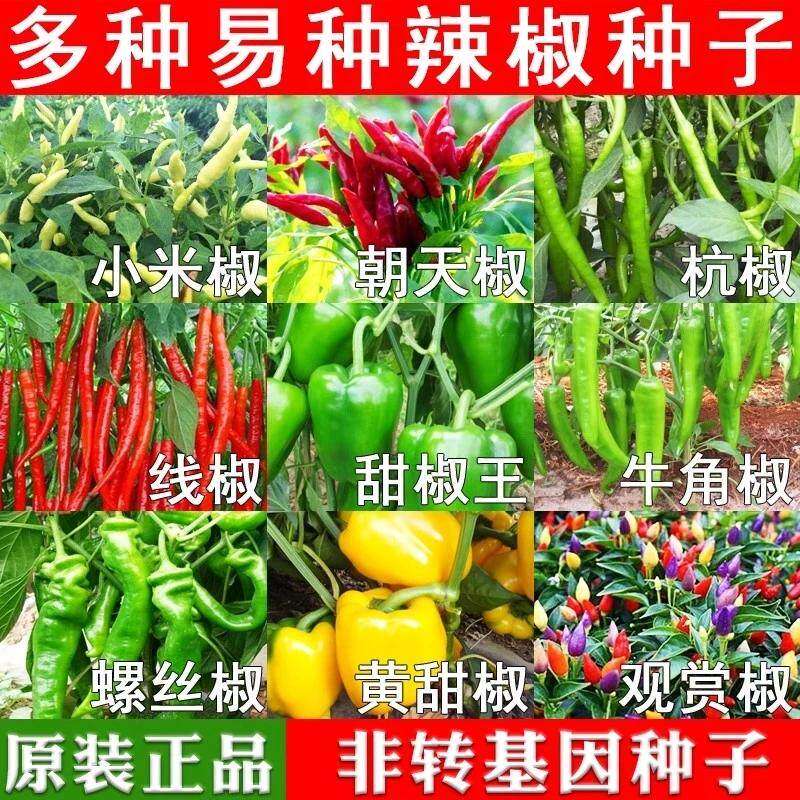 四季辣椒种子大全七彩辣椒籽小米辣朝天辣椒种孑高产薄皮农家庭院