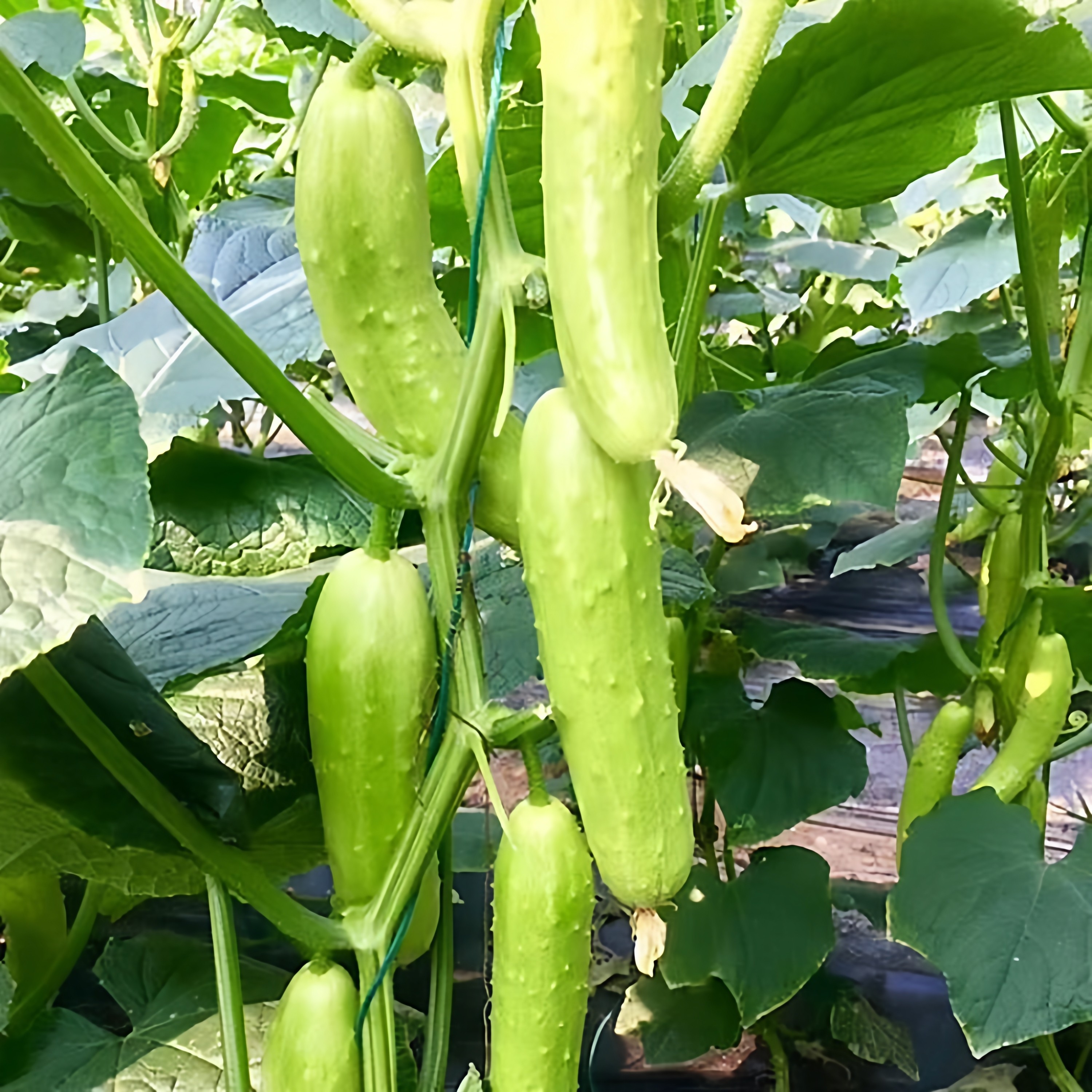 白叶三黄瓜种子阳台庭院四季蔬菜图片
