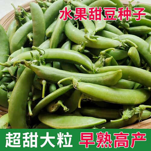水果型甜脆肉豌豆种子大田蔬菜种