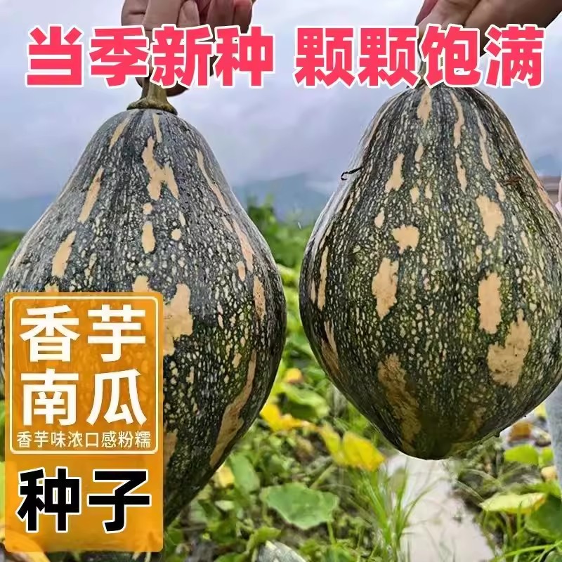 香芋南瓜种子新品种粉糯板栗南瓜子四季高产早熟爬地爬藤蔬菜种籽
