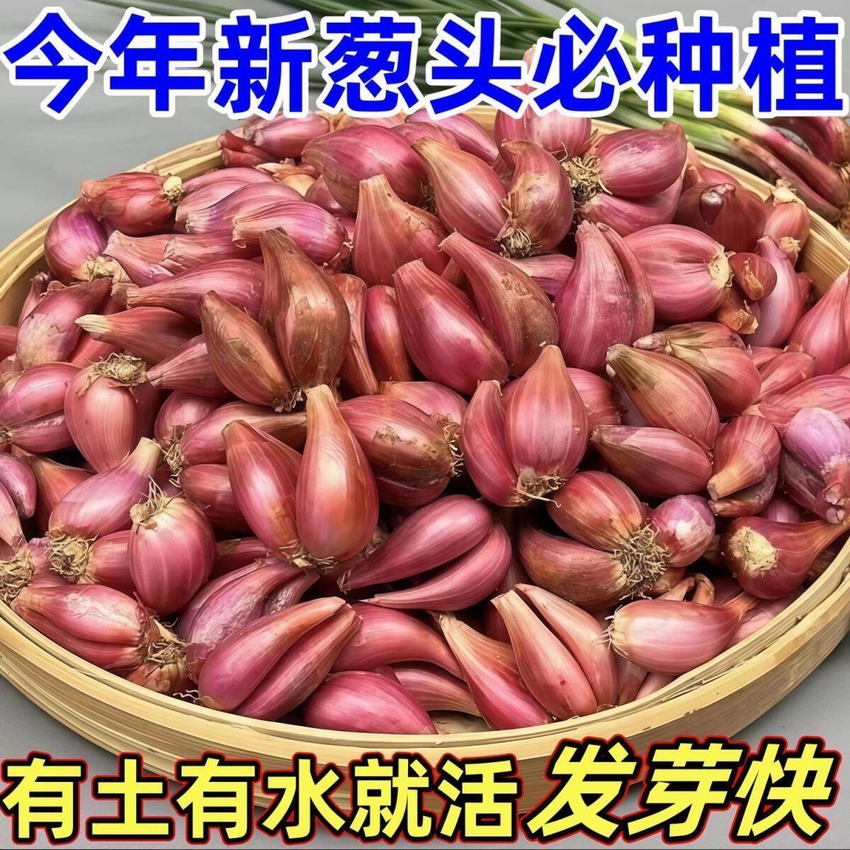 四季阳台盆栽红皮小香葱头种子图片