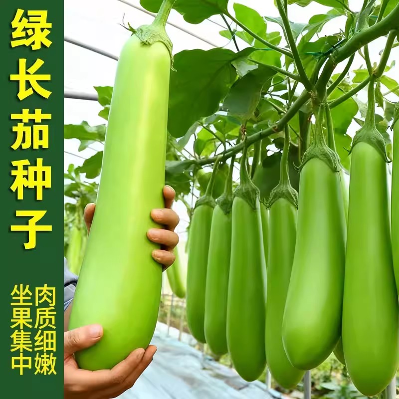 绿长茄种子春秋高产青绿线茄子种籽早熟杂交耐寒农家蔬菜种孑盆栽