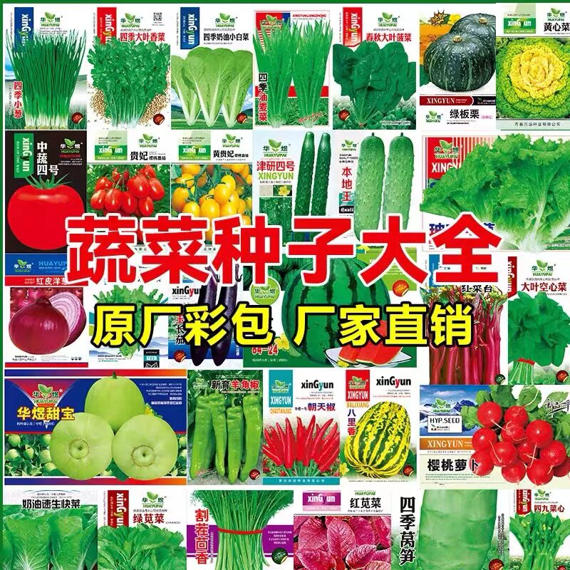 蔬菜种子大全四季播种阳台盆栽图片