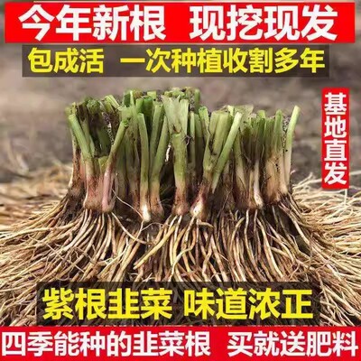韭菜根苗紫红根宽叶现挖不活包赔