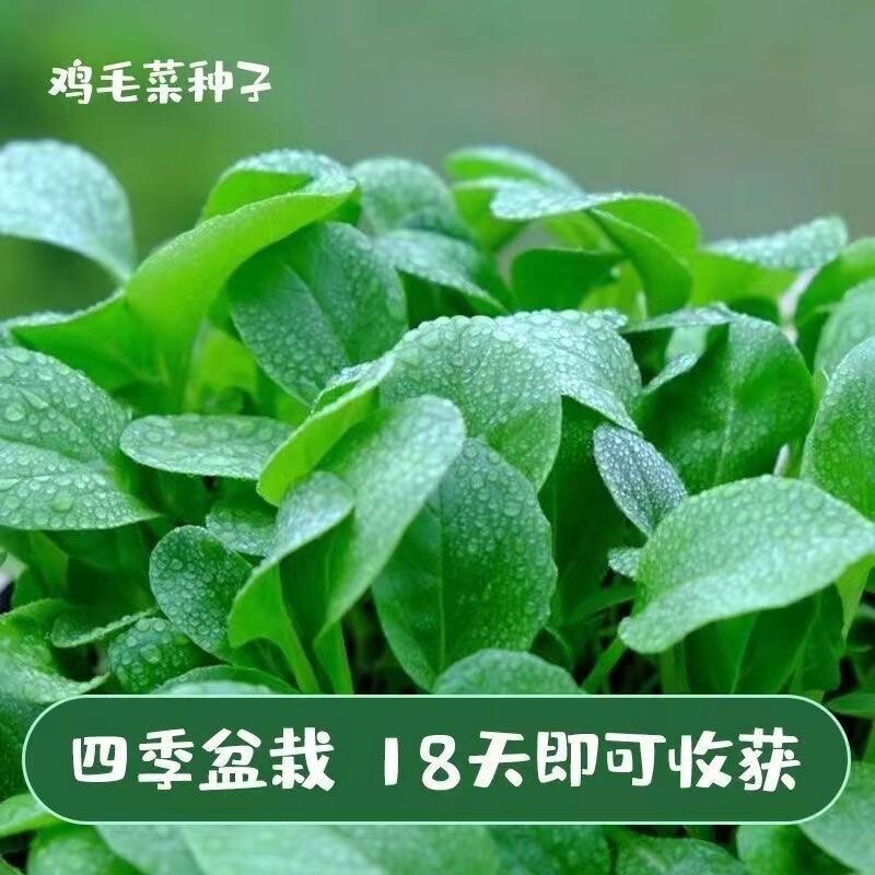 鸡毛菜种子四季大全小白菜青菜蔬图片
