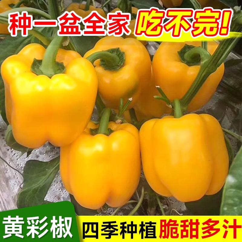 黄甜椒种子阳台庭院盆栽蔬菜
