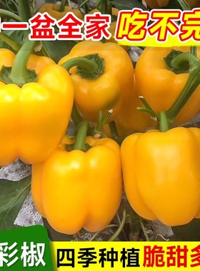黄色甜椒灯笼大果高产不辣水果辣椒春秋四季阳台庭院盆栽蔬菜种籽
