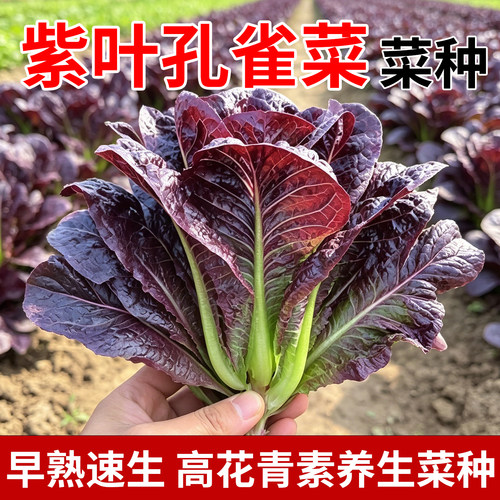 紫孔雀菜种子春秋四季种高钙营养